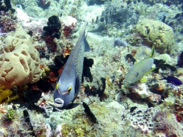 Dive Buddies IMG 3030